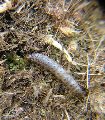 sod webworm